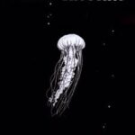 کتاب Pillow Thoughts